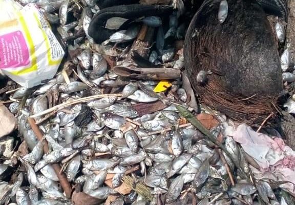 DLH Ternate Uji Sampel Air Laut, Telusuri Penyebab Ribuan Ikan Mati di Pantai Jambula-Sasa