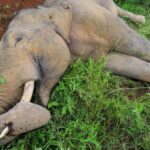 Kemenhut Buru Jaringan Pemburu Gajah Riau Tanpa Kepala