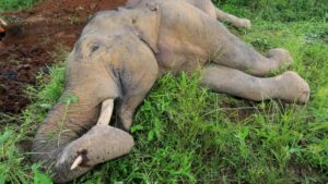 Kemenhut Buru Jaringan Pemburu Gajah Riau Tanpa Kepala