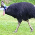 Patung Kasuari Dicuri Gubernur Soroti Keamanan