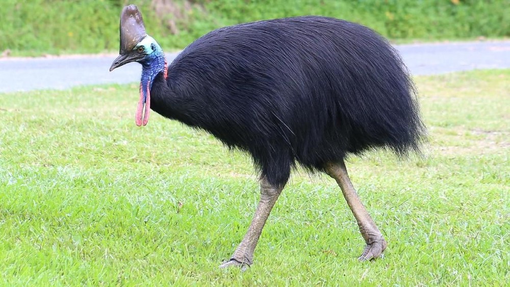 Patung Kasuari Dicuri Gubernur Soroti Keamanan