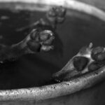 Nusa Penida Geger Video Bakar Anjing Polisi Usut