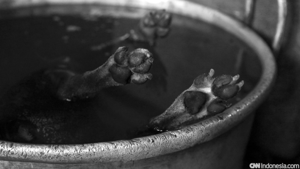 Nusa Penida Geger Video Bakar Anjing Polisi Usut