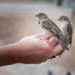 Bakauheni Gagalkan Penyelelundupan 172 Burung Liar