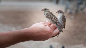 Bakauheni Gagalkan Penyelelundupan 172 Burung Liar