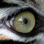 Harimau Sumatra Renggut Nyawa Bocah di Riau